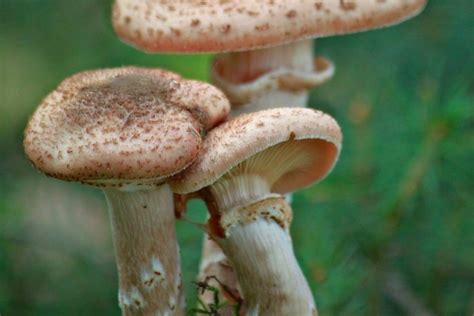 Autumn Mushrooms Closeup Free Image Download