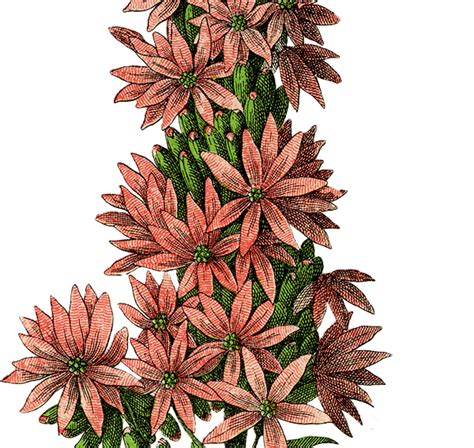 Free Botanical Flower Clip Art The Graphics Fairy