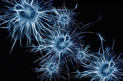 ¿qué Son Las Neuronas Espejo Y Cuál Es Su Función