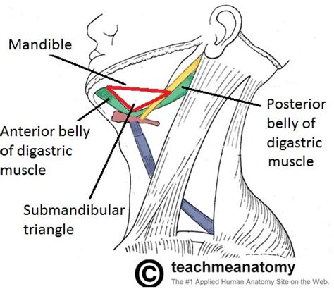 The Submandibular Gland Structure Vasculature Innervation