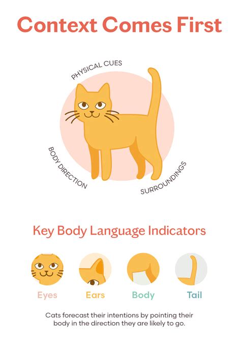 The Definitive Guide To Cat Behavior And Body Language Tuft Paw