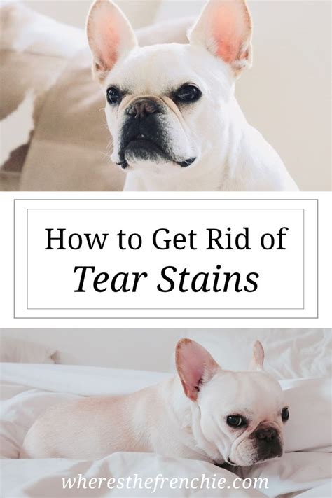 How To Get Rid Of Your Frenchies Tear Stains Naturally • Wheres The