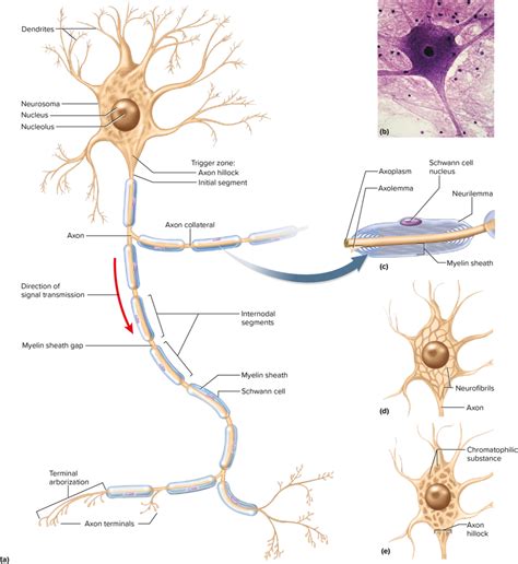 Multipolar Neuron Such As A Spinal Motor Neuron Diagram Quizlet