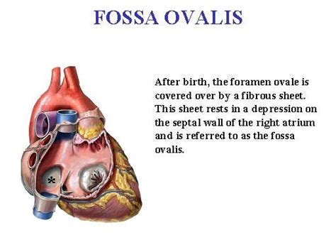 What Is The Importance Of The Foramen Ovale To The Fetus