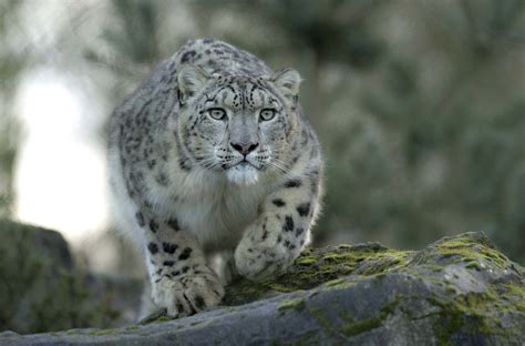 Images Big Cats Snow Leopards Animals Staring 2048x1350