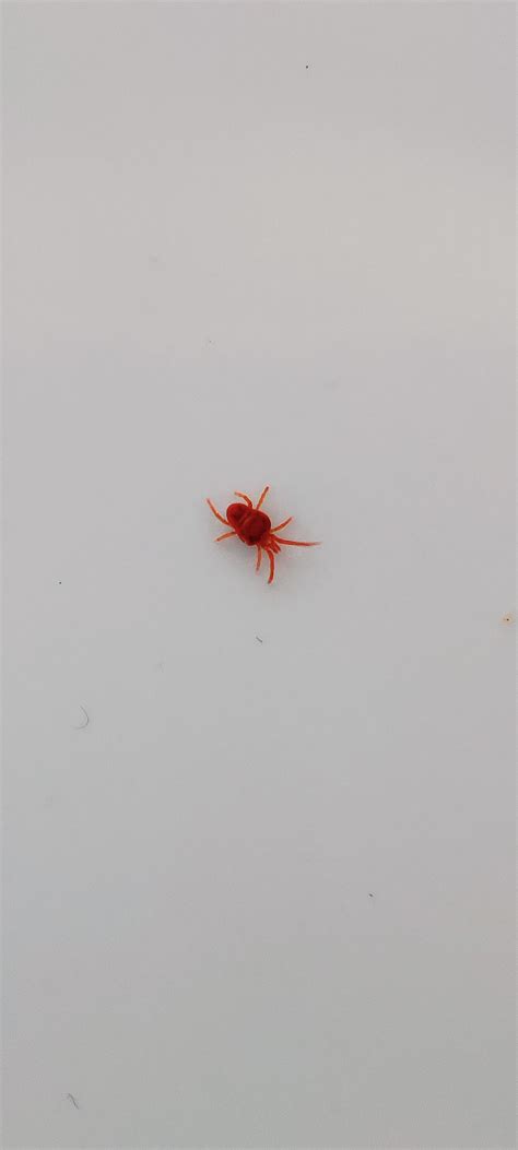 What Is This Little 2 3mm Red Bug Found In My Bathroom Uk R