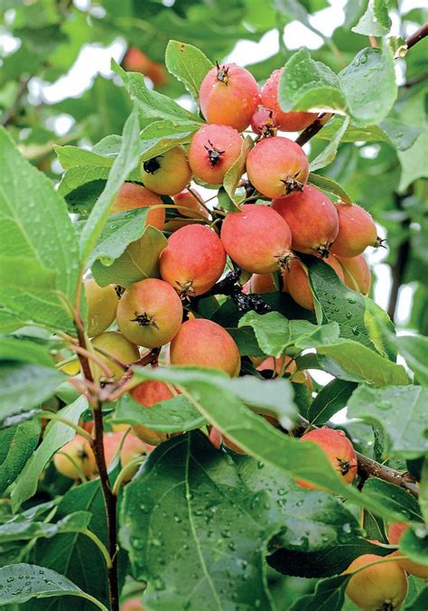 The Crab Apple A Culinary Classic