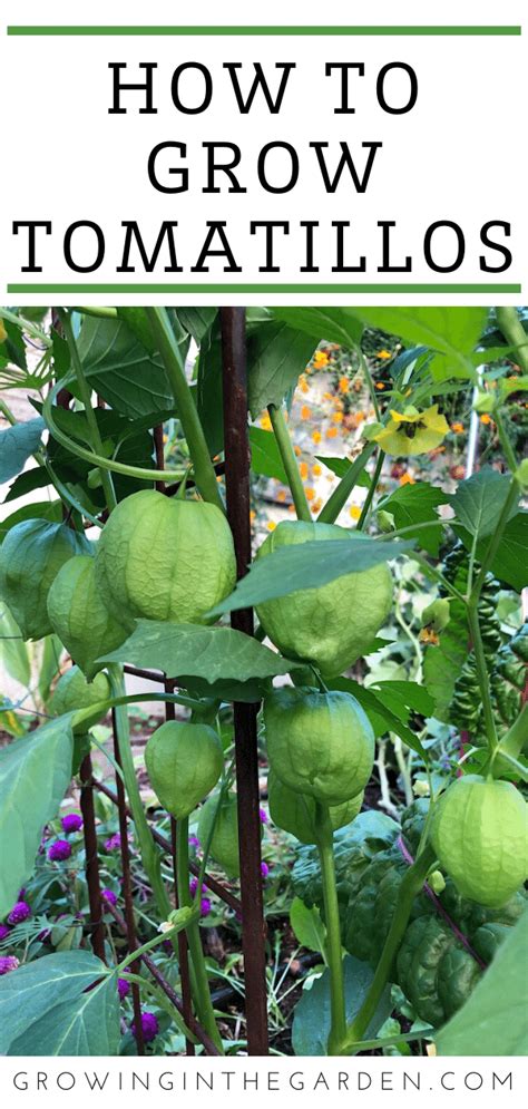 How To Grow Tomatillos 7 Tips For Growing Tomatillos Growing In The