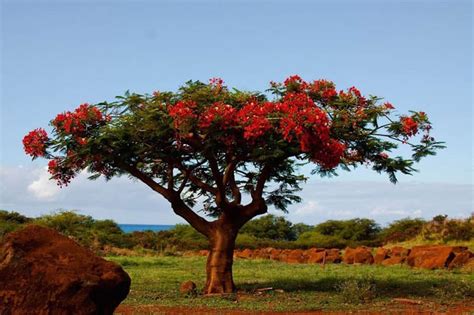 20 Strange And Beautiful Trees From Across The World Page 8 Of 10