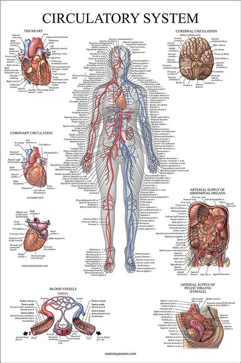 Circulatory System Anatomical Chart Vascular Anatomy Poster Double My