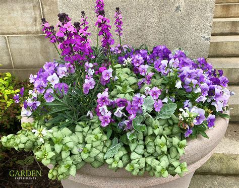 Purple And White Container Garden Early Spring Flowers