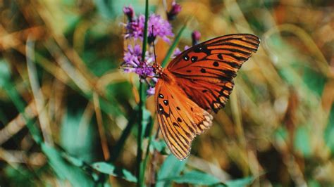 Download Wallpaper 1366x768 Monarch Butterfly Butterfly