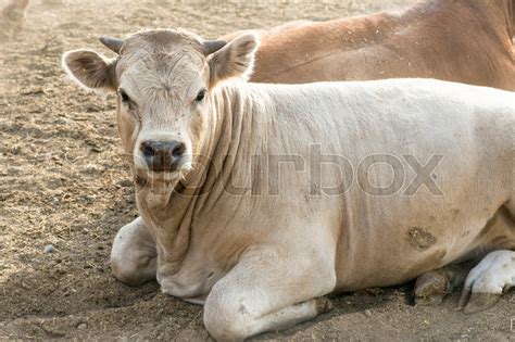 One Bull In Farm Close Up Stock Image Colourbox
