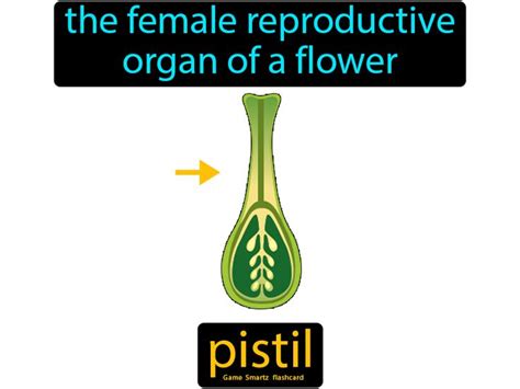 Pistil Easy Science Parts Of A Flower Easy Science Science Worksheets