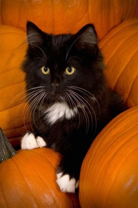 Kitty On The Pumpkins Kittens Cutest Pretty Cats Crazy Cats