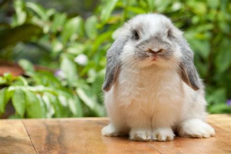 El Cuidado De Un Conejo Como Mascota Qué Tener En Cuenta Zotal