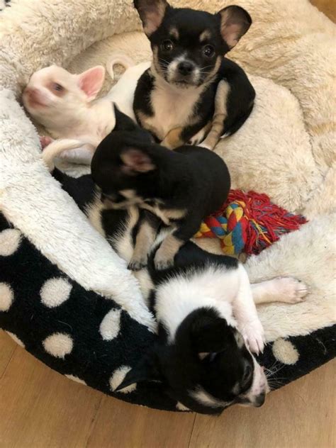 4 Chihuahua Puppies For Sale Offer Malta