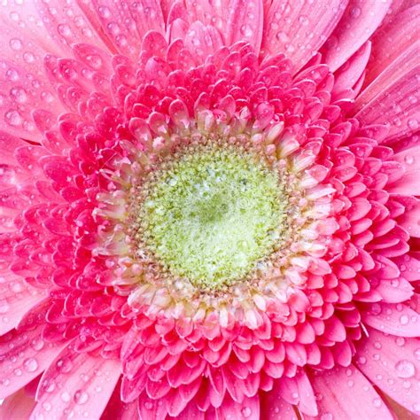 Pink Daisy Gerbera With Water Drops Stock Photo Image Of Blossom