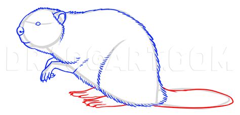 How To Draw Beavers Step By Step Drawing Guide By Makangeni