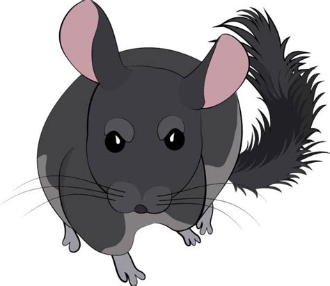 Drawing Of The Chinchilla Illustrations Royalty Free Vector Graphics