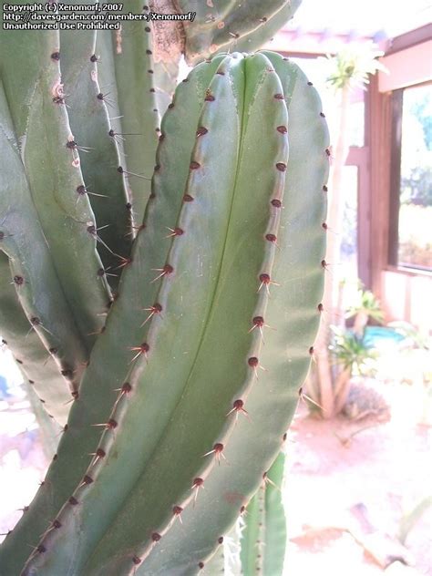 Another similar large cactus can also be found in greater. PlantFiles Pictures: Mountain Organ Pipe, PItaya Colorada ...
