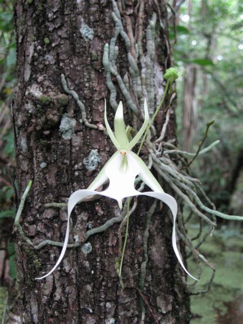 Ghost Orchid L Rare And Unsual Orchid Variety Our Breathing Planet