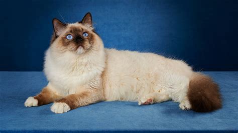 Ragdoll Cats Pet Health Insurance And Tips