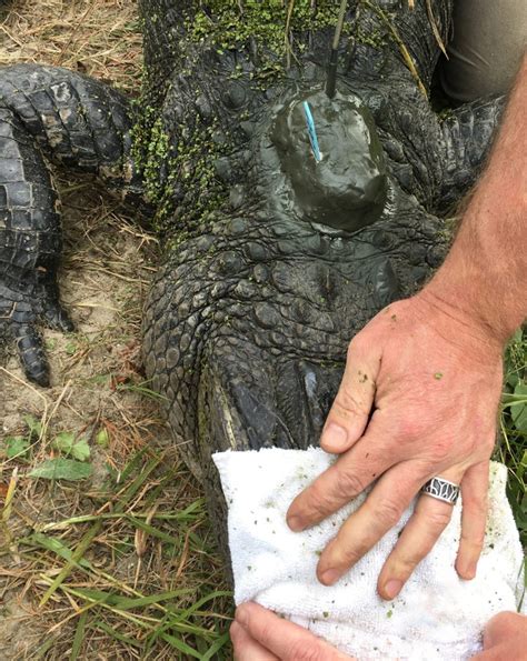 New Alligator Research Town Of Kiawah Island