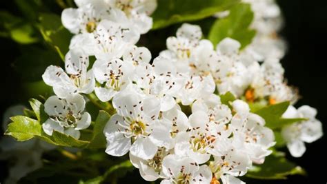 How To Grow And Care For Indian Hawthorn New York Garden
