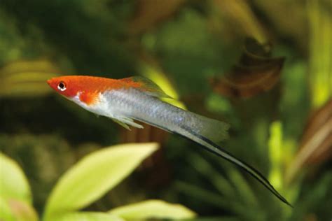 How To Breed Swordtail Fish In Your Own Aquarium