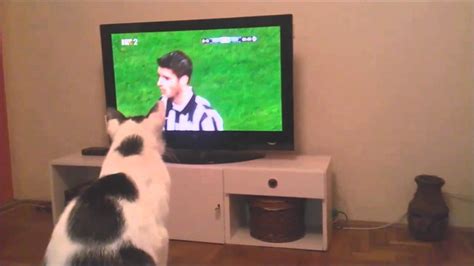The latest and greatest free online cat games for girls which are safe to play! Sport-loving cat intensely watches soccer game - YouTube