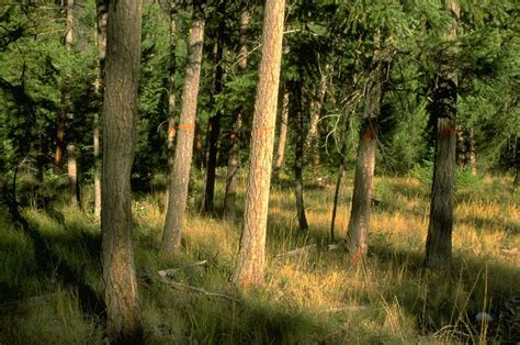 Public Domain Picture Fir Trees Marked For Harvest To Help Restore