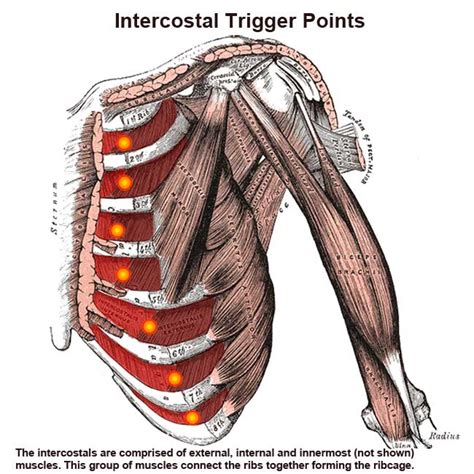 Intercostal Muscles Rib Pain Breathing Difficulty The Wellness Digest