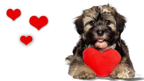 Puppy Valentines Day Wallpapers Wallpaper Cave