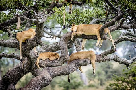 Rare Photos Show Serengeti Lions Napping In A Tree Men S Journal