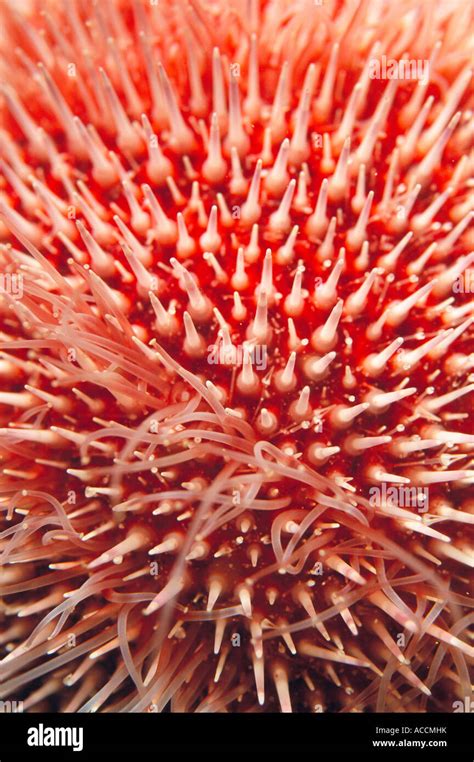 A Red Sea Urchin Close Up Stock Photo Alamy
