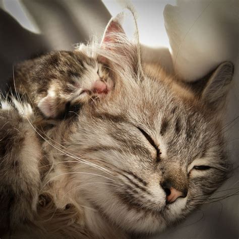 Mothers Day 15 Adorable Mama Cats And Their Kittens Pictures
