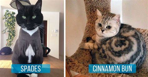 But you can also try these chocolate cinnamon rolls or pumpkin pecan. 30 Cats With Crazy Fur