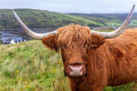 Scottish Highland Cow In Isle Of Skye United Kingdom Stock Photo