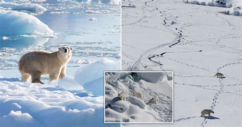 Hidden Population Of Polar Bears Discovered In Greenland Are Adapting