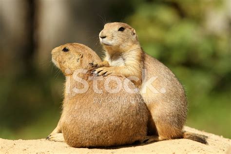 Prairie Dogs Stock Photo Royalty Free Freeimages