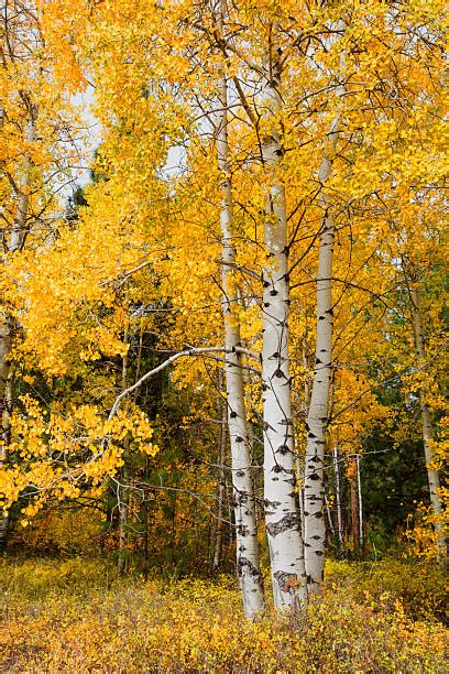 Best Golden Aspen Stock Photos Pictures And Royalty Free Images Istock