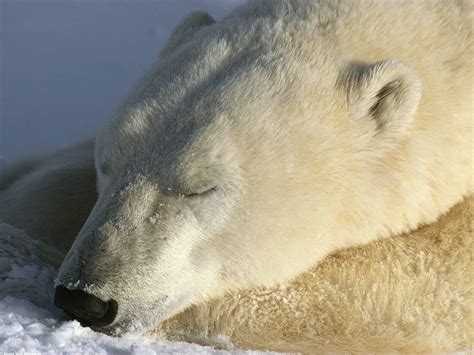 Sweet Dreams Polar Bear Polar Bear Wallpaper Polar Animals