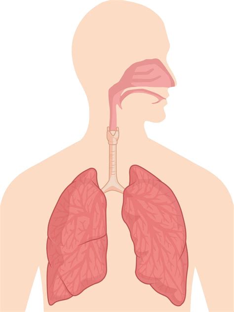 sistema de respiración respiratoria cuerpo órgano anatomía diagrama dibujo vectorial