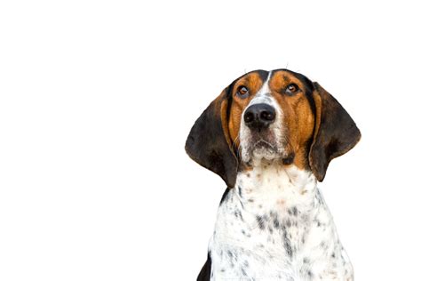 Treeing Walker Coonhound Dog Breed Characteristics And Care
