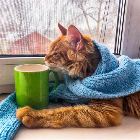 Keeping Cats Warm In Winter Thriftyfun