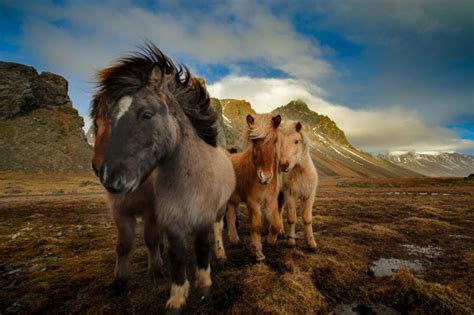 Schöne Pferde Bilder, die die Großartigkeit der Pferde ...