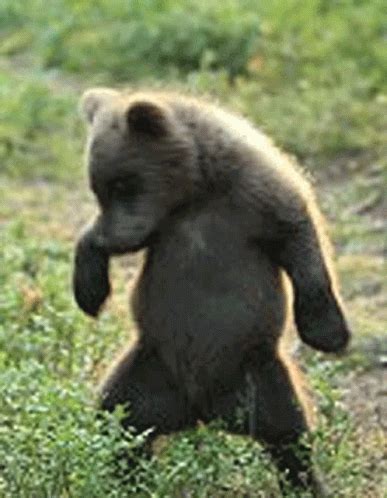 Bear Cub Bear Cub Dance Gifs Entdecken Und Teilen