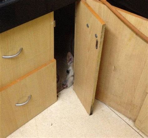 31 Adorable Photos Of Dogs Playing Hide And Seek Amazing Doggies