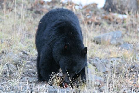 Bear Activity On The Increase In Alabama Outdoorhub